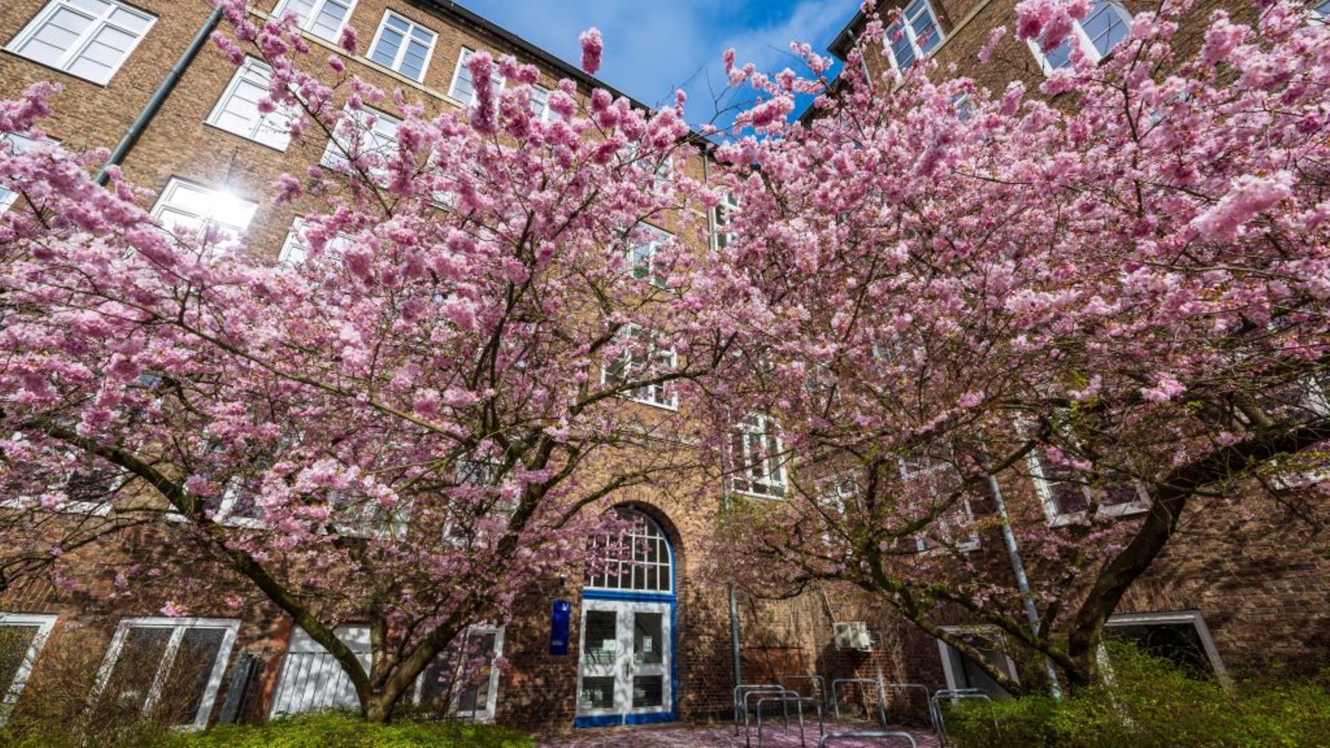 Vor dem Gebäude, in dem sich das LI befindet, stehen blühende Kirschbäume mit rosa Blüten.