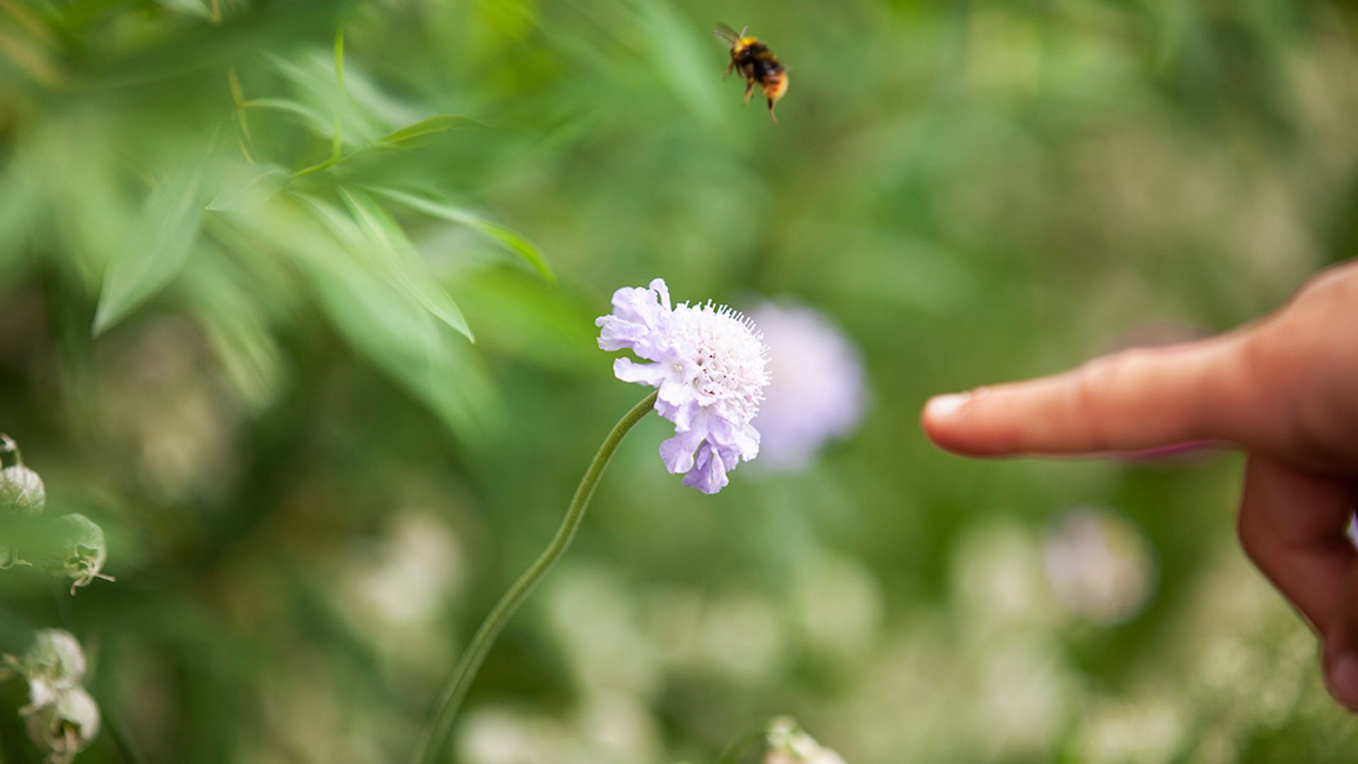 Ein Kinderfinger zeigt auf eine Biene im Anflug auf eine Blume. 