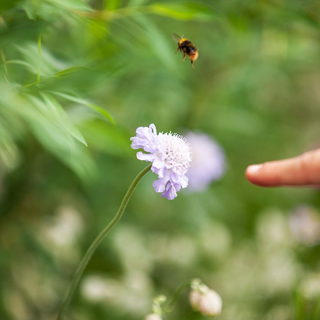 Ein Kinderfinger zeigt auf eine Biene im Anflug auf eine Blume. 