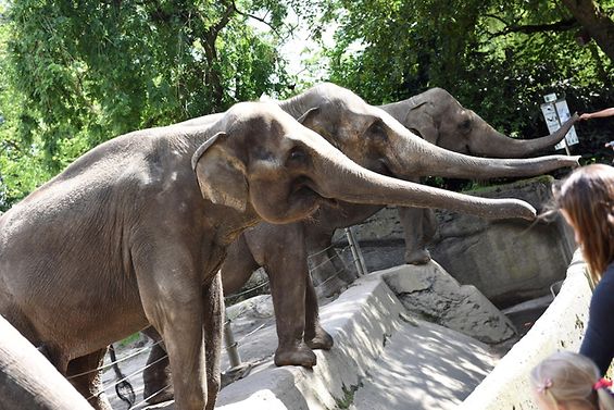 Kinder füttern Elefanten im Zoo.